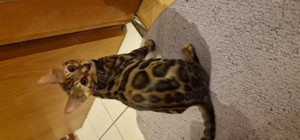 Bengal katze kitten 