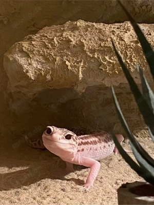 Leopardgecko männchen