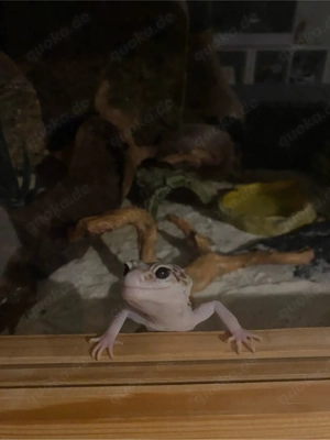 Leopardgecko männchen