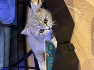 BKH Kitte weiblich abzugeben