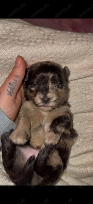 Exklusive Maltipoo   Chihuahua Welpen aus verantwortungsvoller Familienaufzucht 