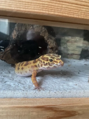 Leopardgecko weibchen