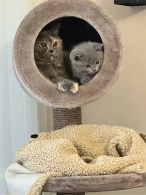 bkh mutter und kitten (kater)