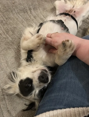  Marabou, geb. ca. 12 2023, lebt auf einer Pflegestelle in 21244 Buchholz in der Nordheide