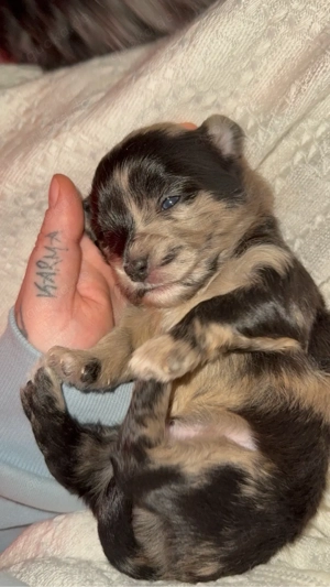 Exklusive Maltipoo   Chihuahua Welpen aus verantwortungsvoller Familienaufzucht 