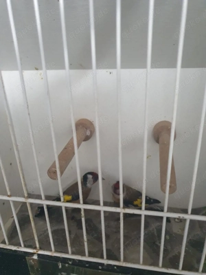 Stieglitz Europäische 