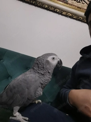 sehr zahme grauenpapagei männlich 