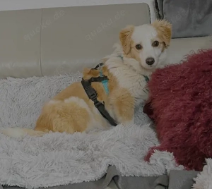 Frederic, geb. ca. 08 2025, lebt auf einer Pflegestelle in 79576 Weil am Rhein