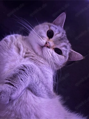 BKH Katze   Hauskatze