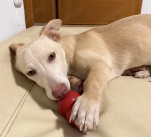 Francky Stanley, geb. ca. 08 2025, lebt auf einer Pflegestelle in 81929 München