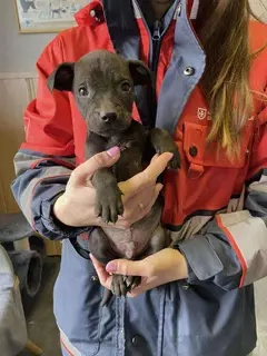 Lali, PS in Ungarn , ist ein typischer Welpe