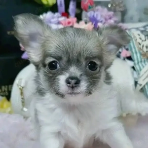 Wunderschöne, niedliche Chihuahua-Welpen abzugeben 