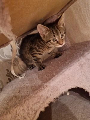 Maincoon Bkh Mix Abgabebereit