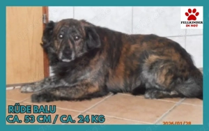 Mischlingsrüde Balu sucht sein eigenes Körbchen