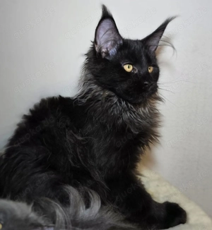 Maine Coon, diese wunderschöne Tiere sind jetzt zum Reservierung frei Bild 5