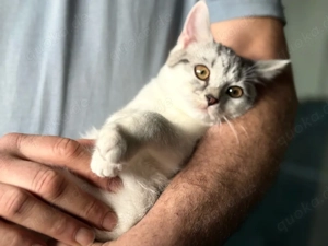 Zuhause gesucht   kleines Glück auf vier Pfoten   