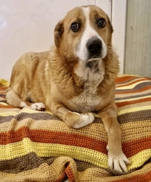 Sanfter Hundeopi Rex