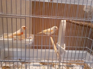 Rot Mosaik kanarien paar..!!