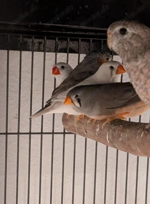 Junge und gesunde Zebrafinken 