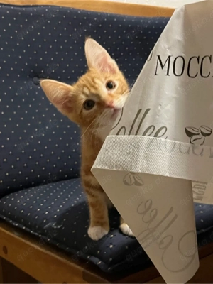 !dringend! Zuhause gesucht  Bild 4