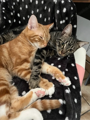 Katzenbabys erwartet   voraussichtlich ab der Woche vom 23.02