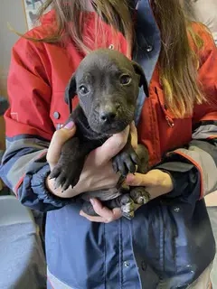 Lemi, PS in Ungarn, ist ein typischer Welpe