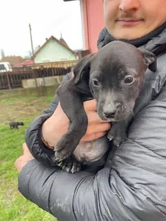 Lemi, PS in Ungarn, ist ein typischer Welpe Bild 6