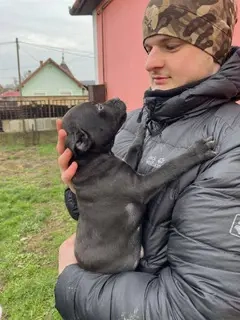 Lemi, PS in Ungarn, ist ein typischer Welpe Bild 7