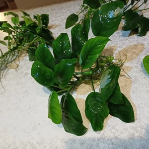 Anubias zu verkaufen Bild 2