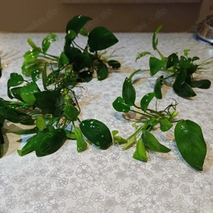 Anubias zu verkaufen Bild 3
