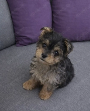 Pommchi Mix Junge u. Mädchen