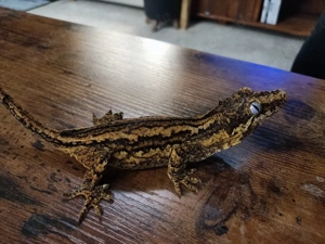 0.1 B&W Stripe Höckerkopfgecko(Rhacodactylus)