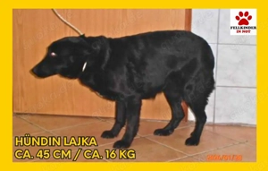 Mischlingshündin Lajka wünscht sich ein warmes zuhause