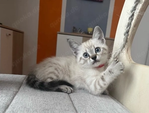 Siam-Bkh und Birma-Bkh Kitten