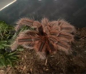 0.1 Grammostola rosea Vogelspinne