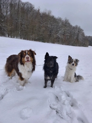 Wuschelkopf Cortesse sucht seine Familie Bild 8