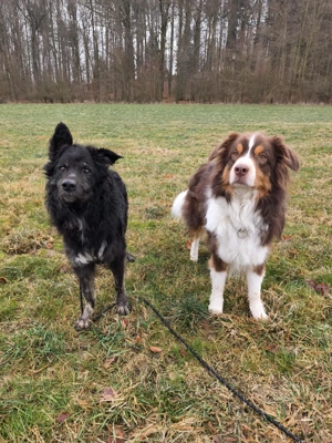 Wuschelkopf Cortesse sucht seine Familie Bild 7