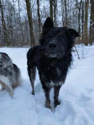Wuschelkopf Cortesse sucht seine Familie Bild 5