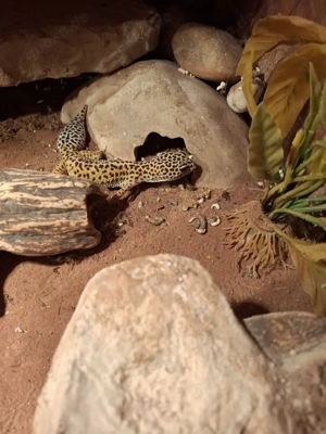 Leopardgecko Weibchen 