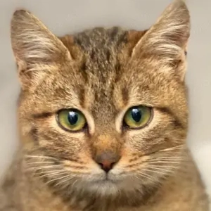 Eule, geb. ca. 10 2025, lebt in GRIECHENLAND, auf einer privaten Pflegestelle 