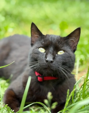 Zwei wundervolle Katerbrüder (2 Jahre) suchen gemeinsam ein neues Zuhause   
