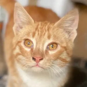 Hollis, geb. ca. 09 2025, lebt in GRIECHENLAND, auf einer privaten Pflegestelle 