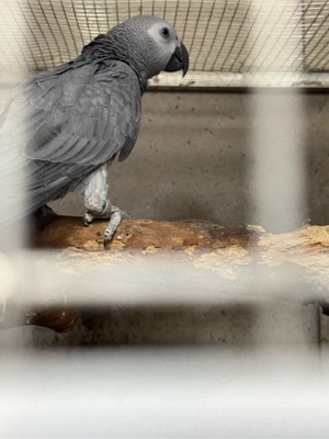 Graupapageijungtier Naturbrut 