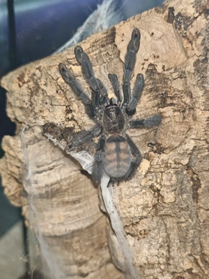 Psalmopoeus irminia Vogelspinne 