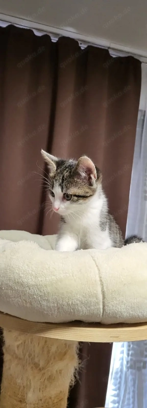 Katzen Babys (geb. 30.11.2025) 1.Advent 