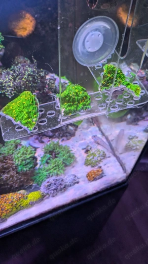 chalice Space Invader