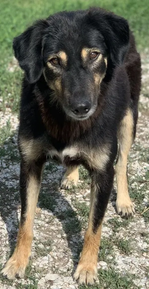 Lavinia, geb. ca. 06 2019, lebt in GRIECHENLAND, im städt. Tierheim Serres  Bild 6