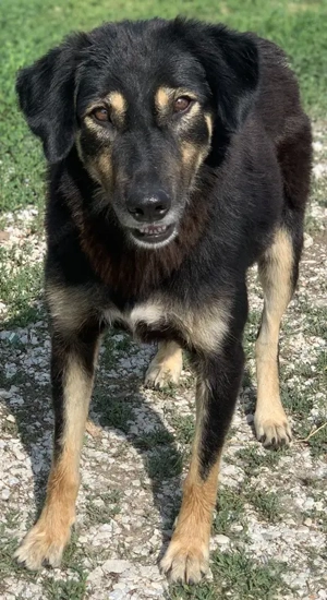 Lavinia, geb. ca. 06 2019, lebt in GRIECHENLAND, im städt. Tierheim Serres  Bild 7