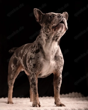 Deckrüde Französische Bulldogge