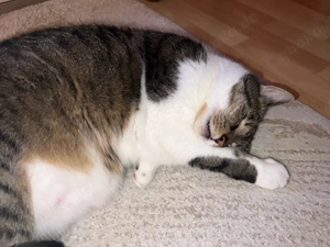 Freigänger-Kater sucht neues Zuhause